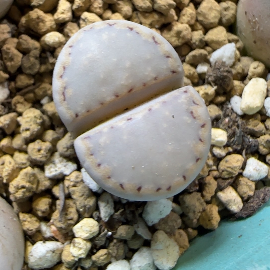 12.3.1621.6糖霜饼干.9090尺寸1.6cm