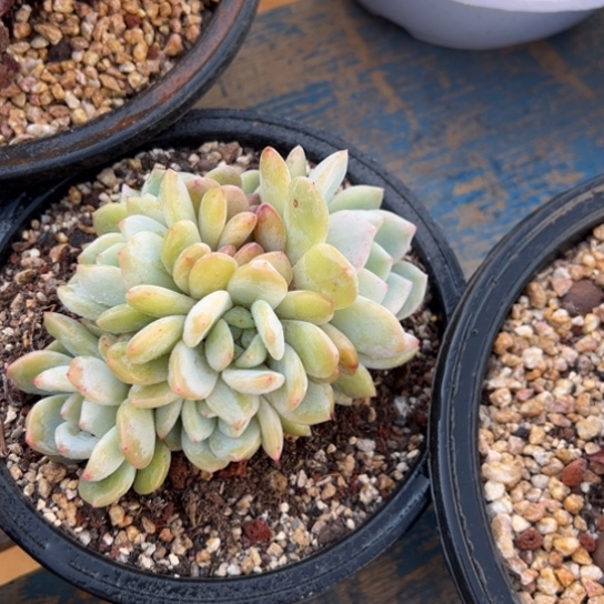 橙梦露 6个头 夏鸣园艺