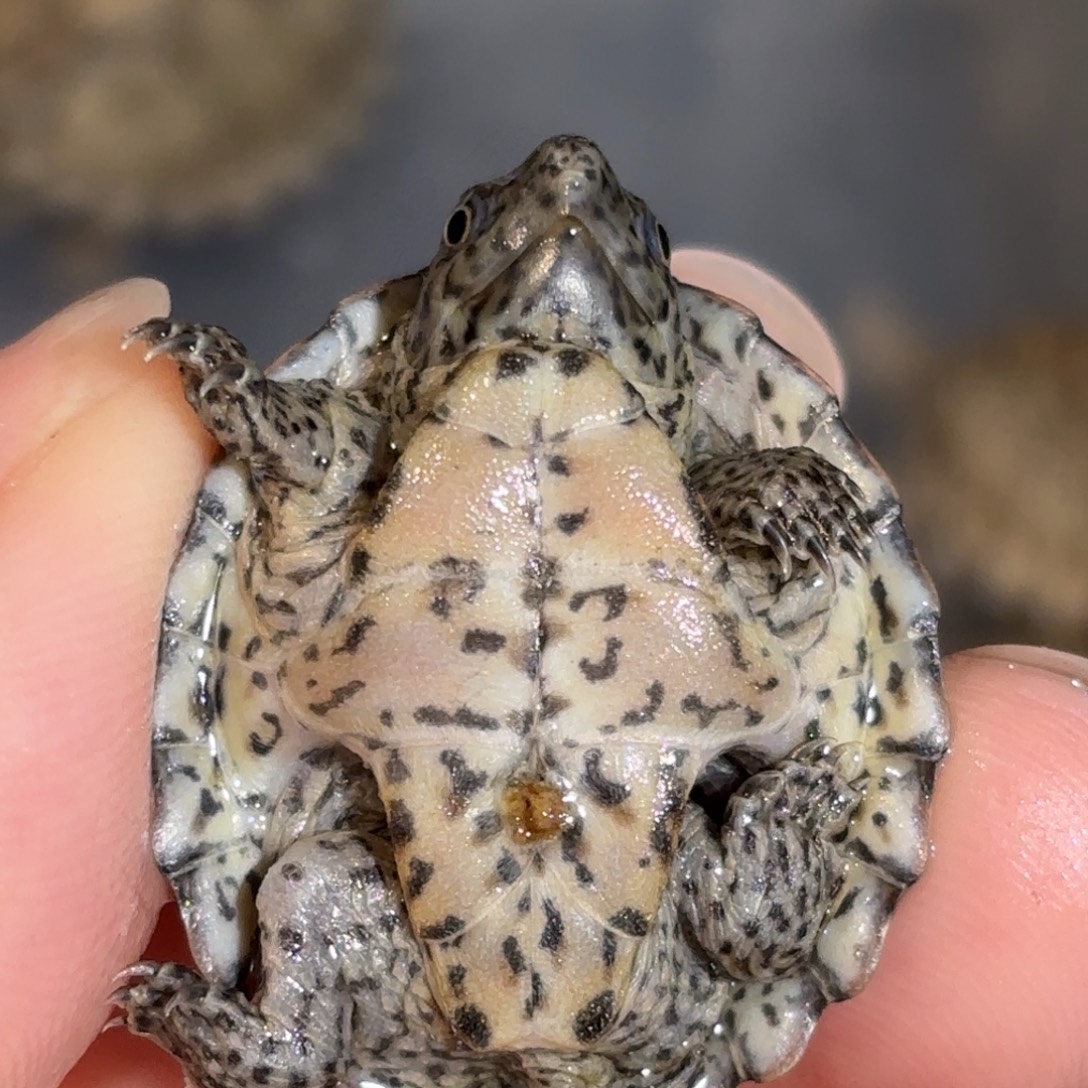 宠物龟不分公母全品双满文粗纹黑刀