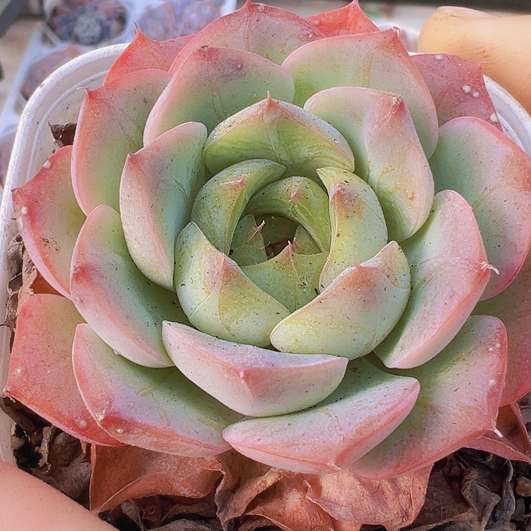 皱边19包邮多肉植物