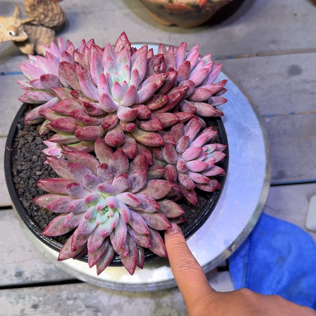 无花朵虞美人多肉植物一物一拍