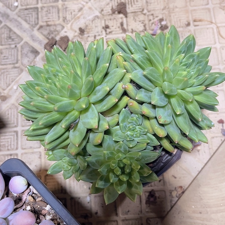 惠兰美人06103多肉植物