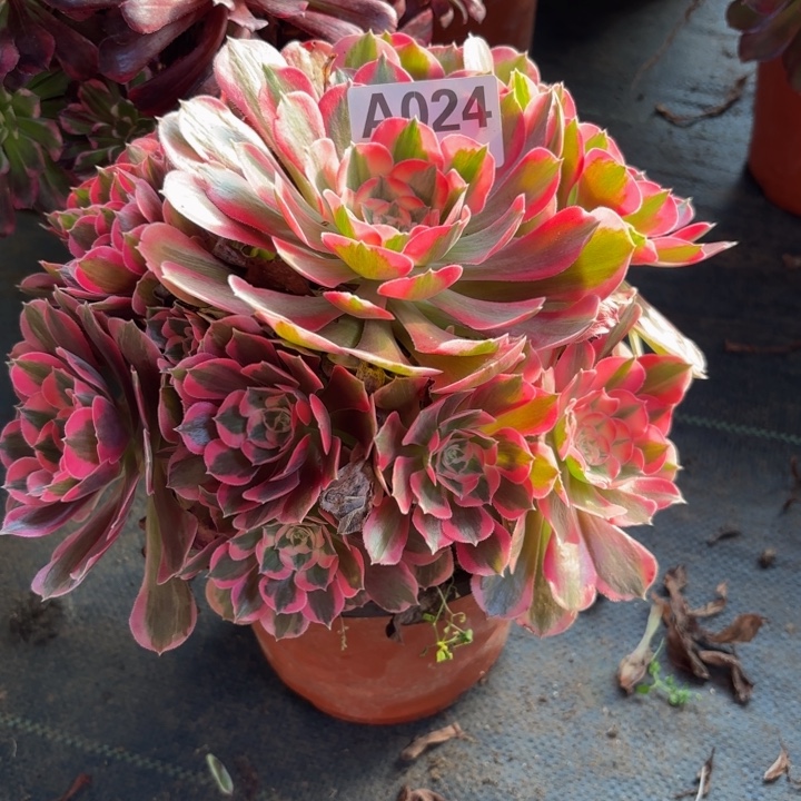 瑞妈，，，。。。024初恋