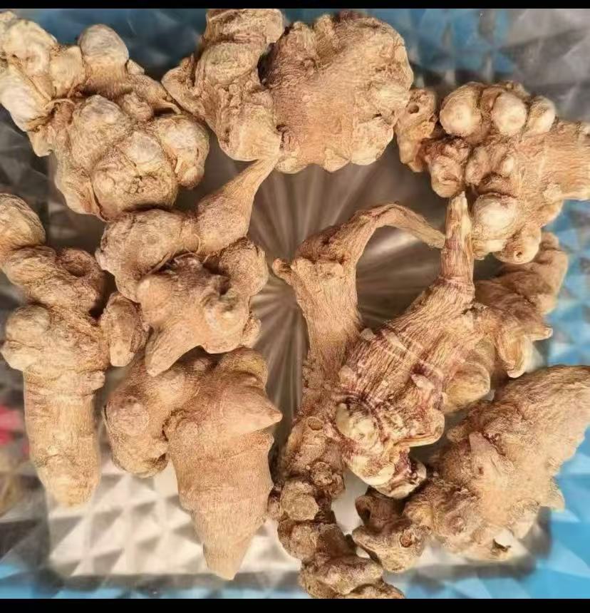 《央宗山货》龙骨参菌