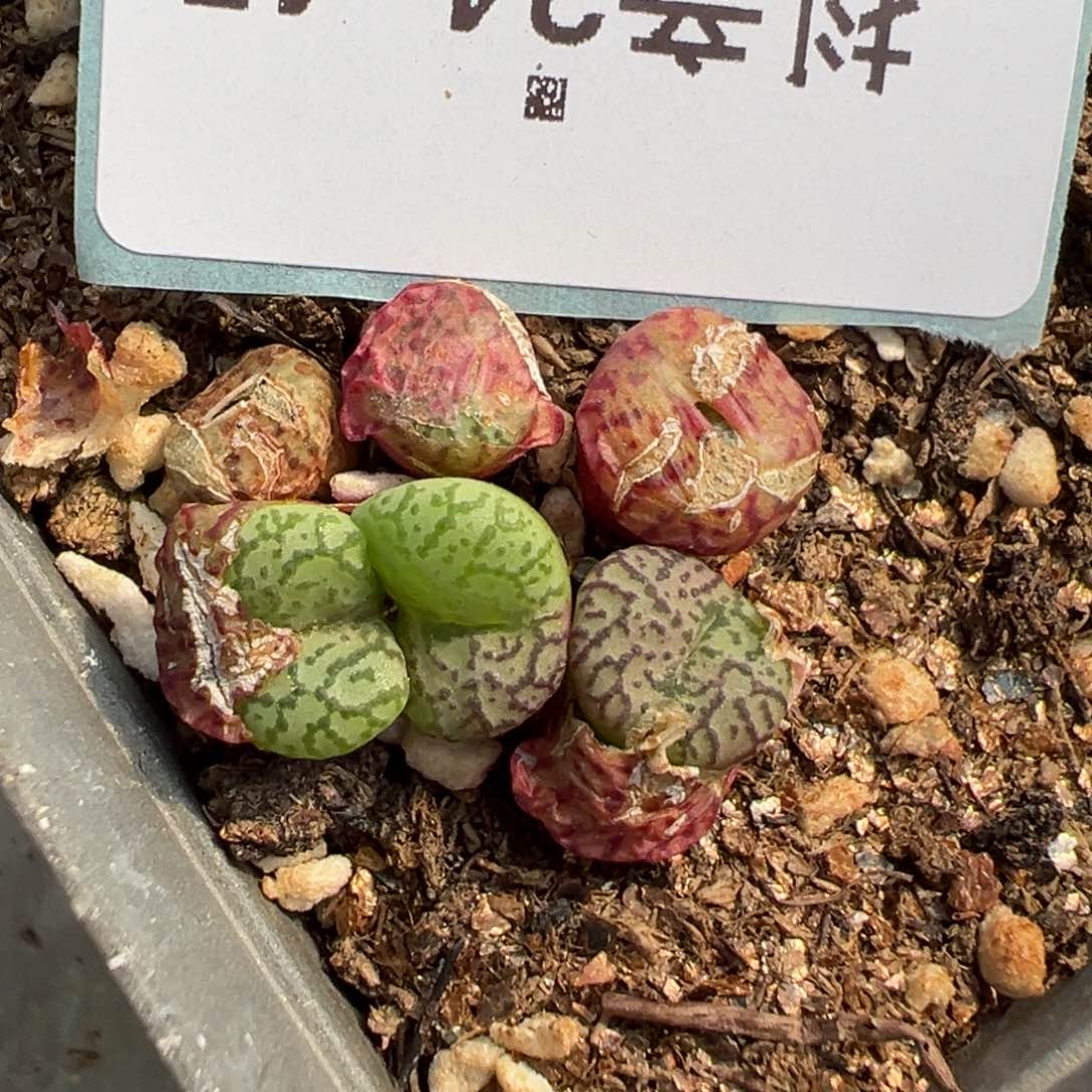 24-45彩虹安贞多肉植物