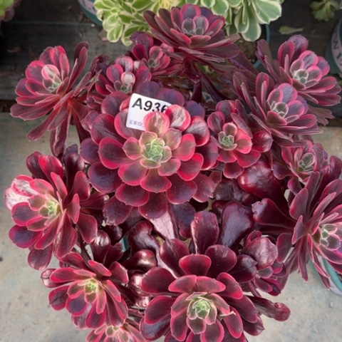 936梦娜丽莎35厘米左右