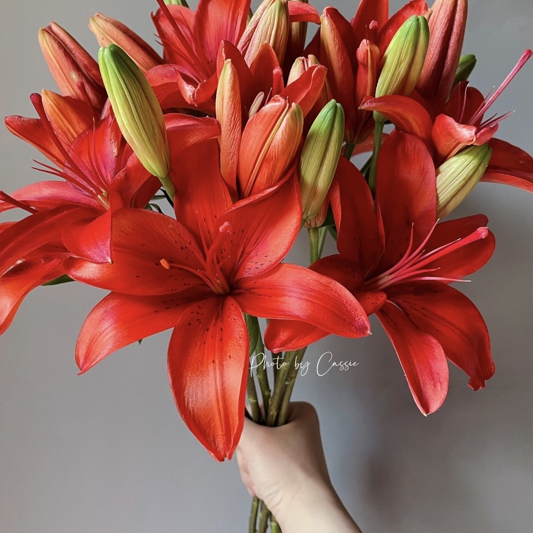 老于甄选【红色无香亚百合】鲜花基地，现采现发，新鲜，顺丰包邮