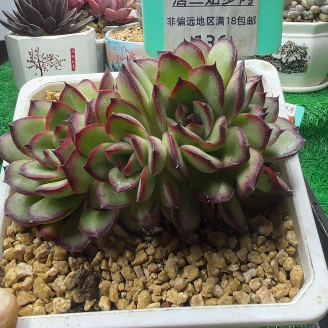 唐二姐多肉编号136