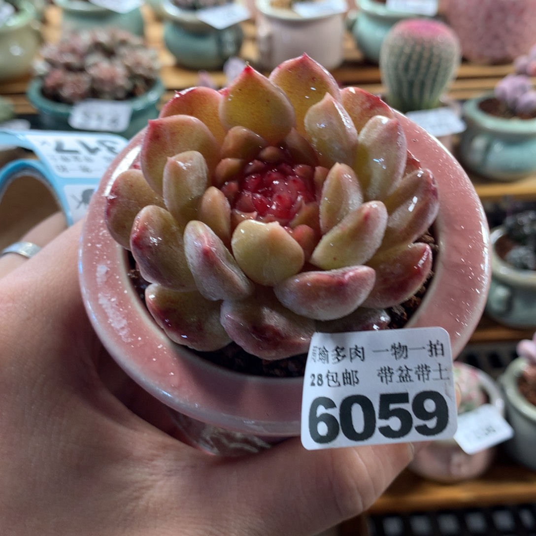 5厘米盆精控多肉6059