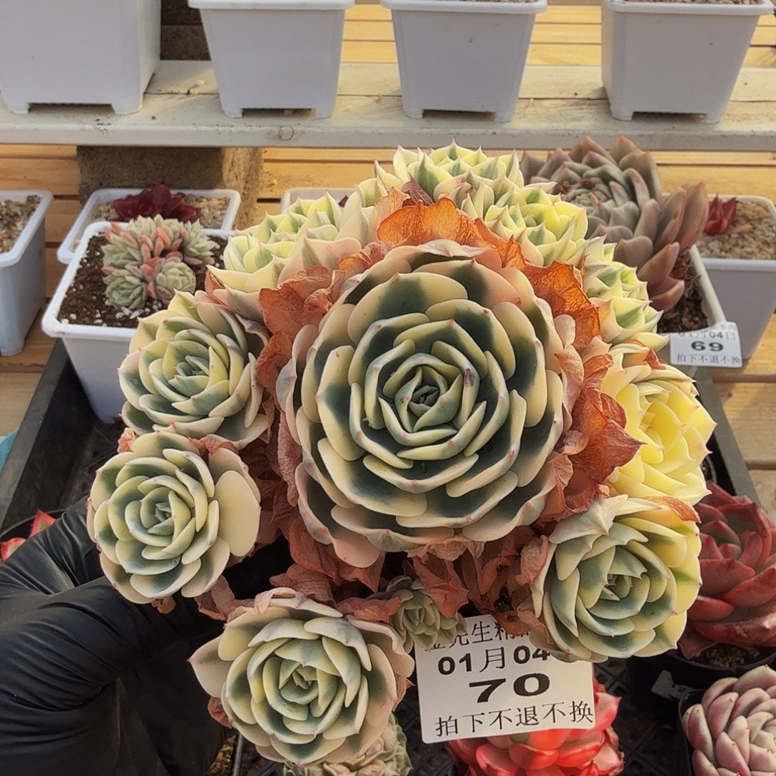 0104-70玉蝶锦群生