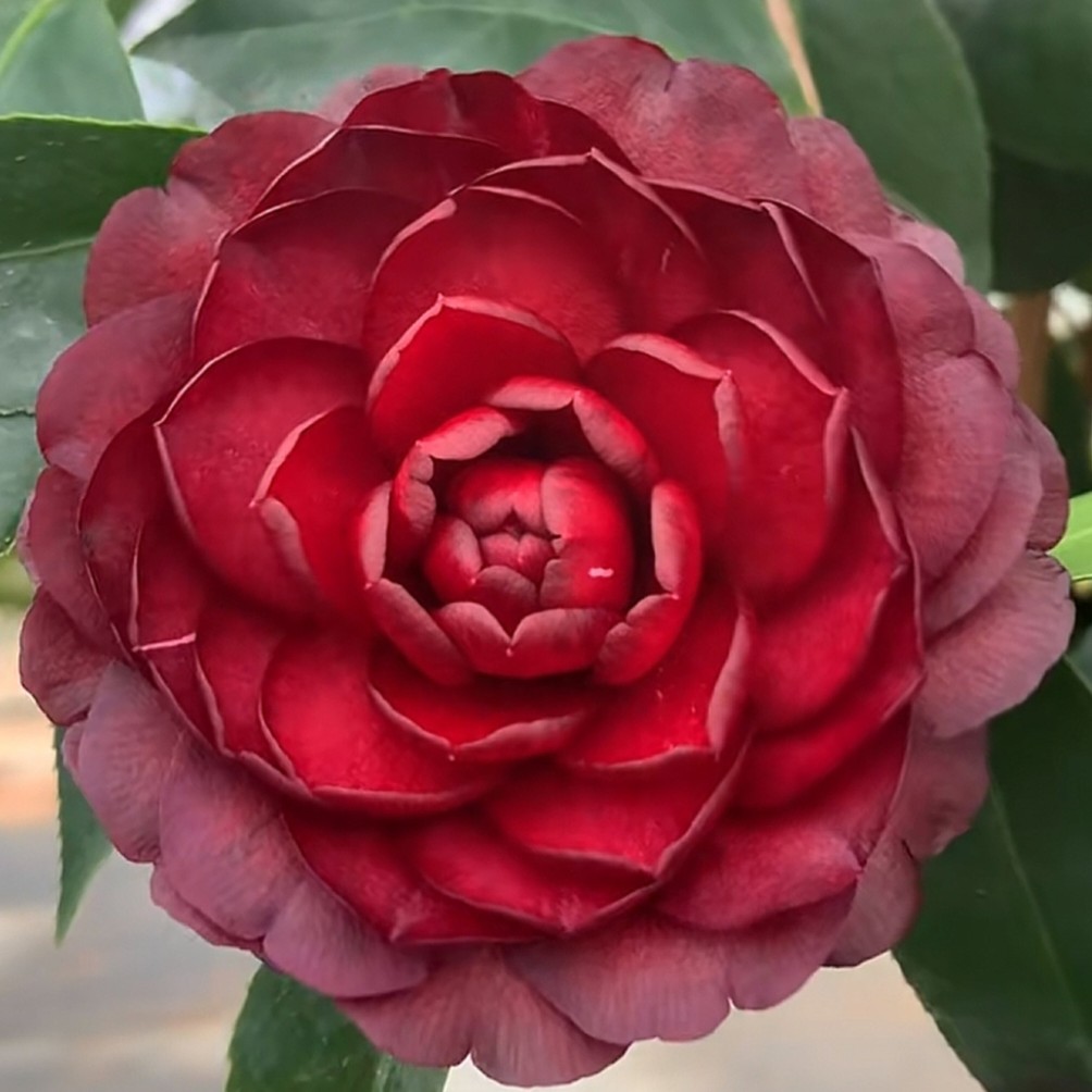 【墨川】墨川茶花稀有稀少茶花原生墨川盆栽室外庭院盆栽茶花好养