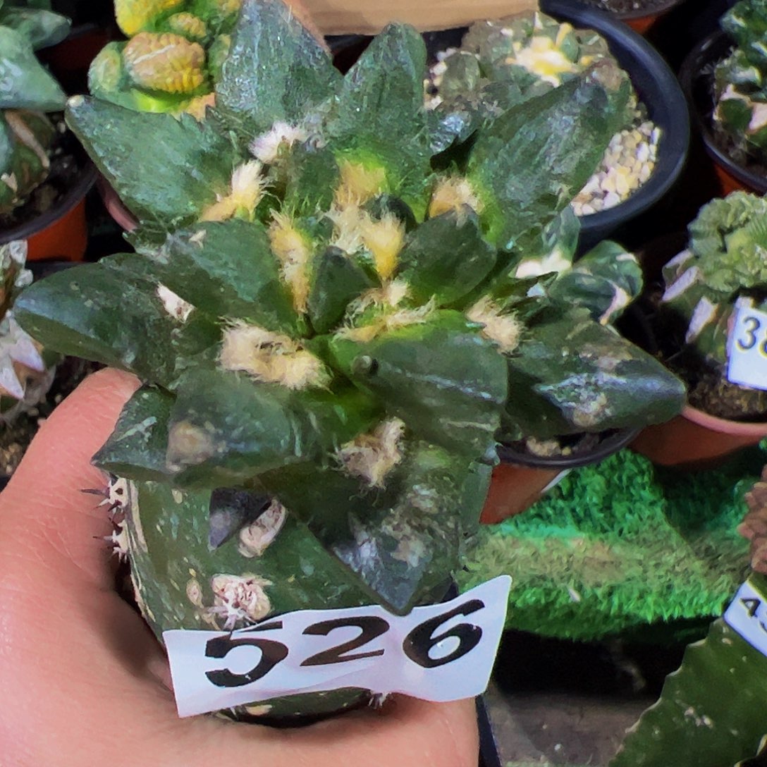 无花朵叉尤龙角牡丹526