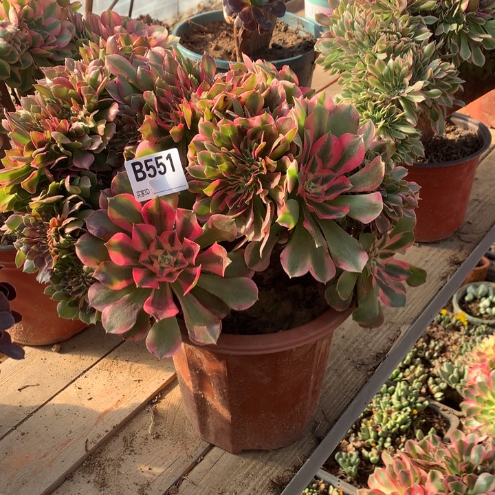 551香妃缀多肉法师