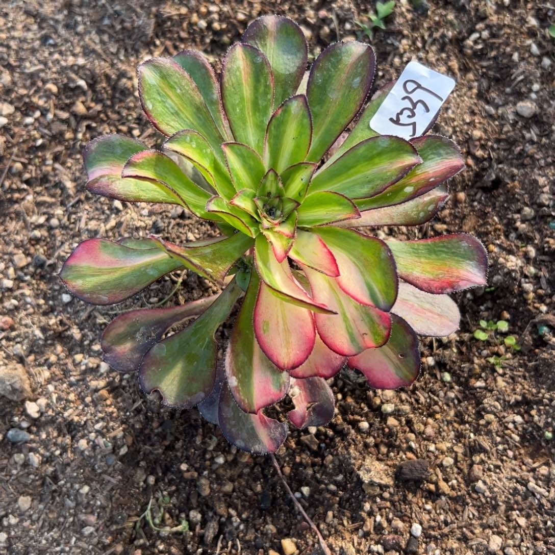 5039花蝴蝶多肉多肉多肉