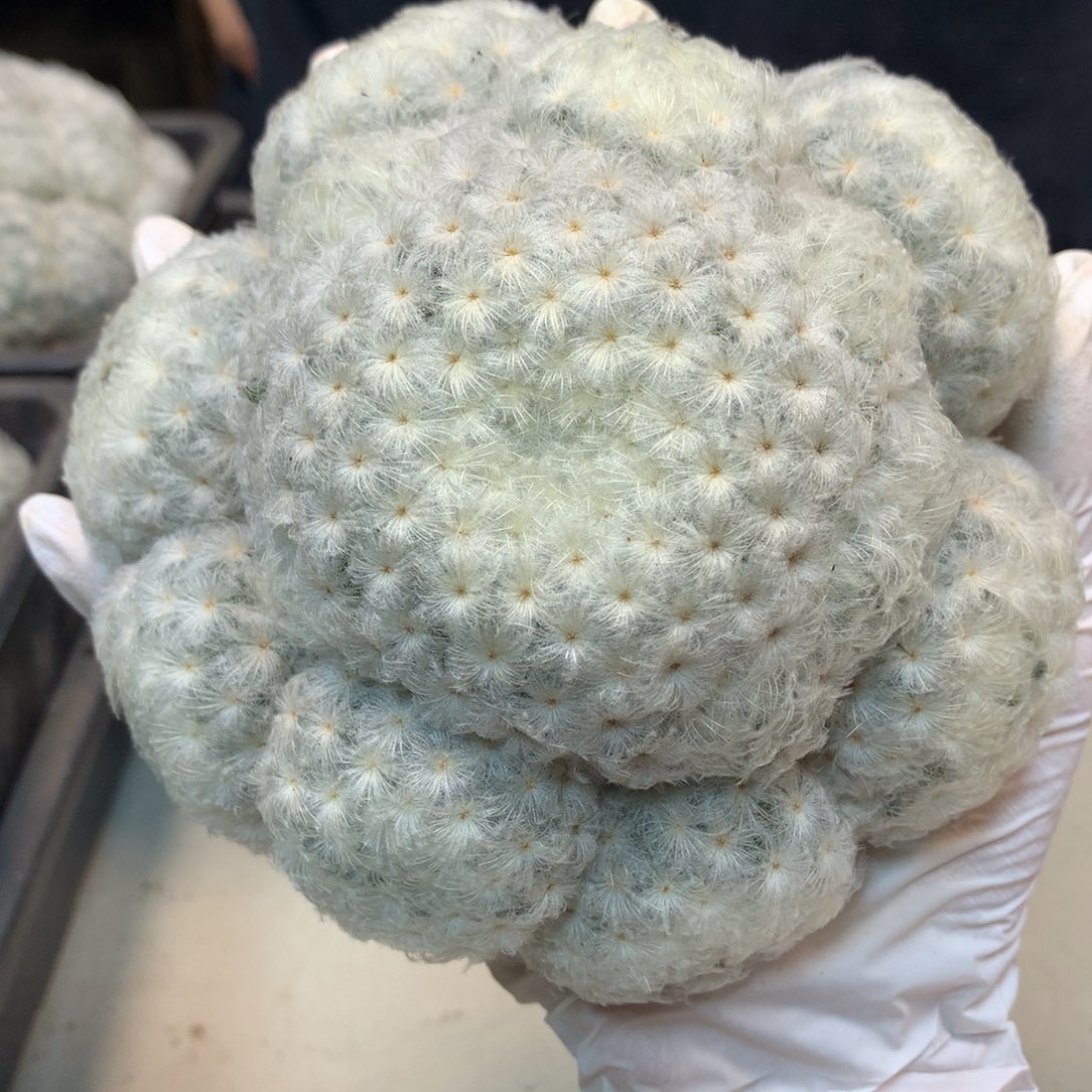      实生 鹤立羽白星整体12公分起发