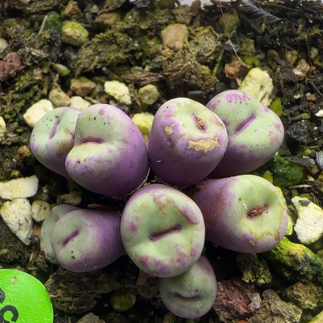 小红嘴群多肉植物655