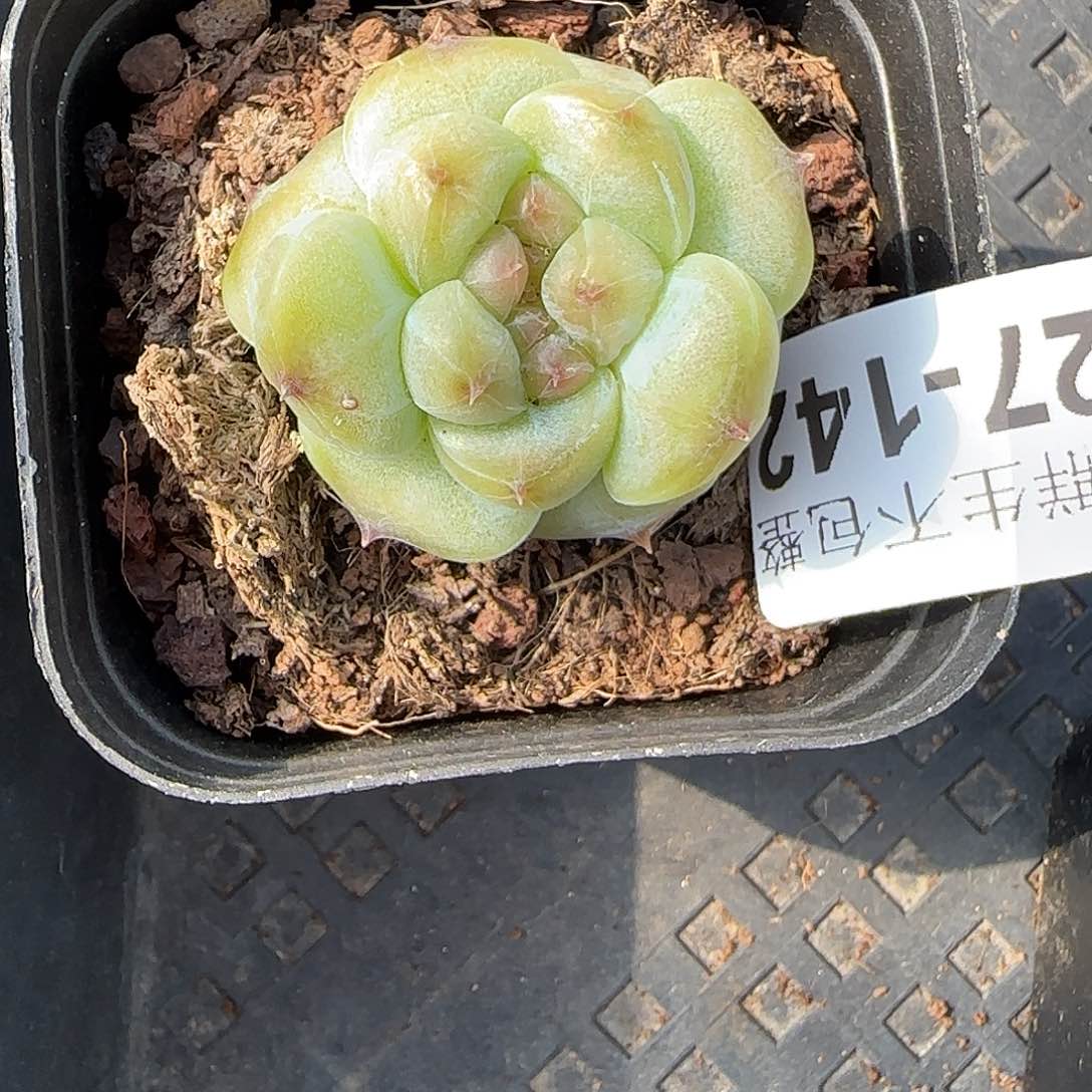 小卡拉米糖心一物一拍27-142