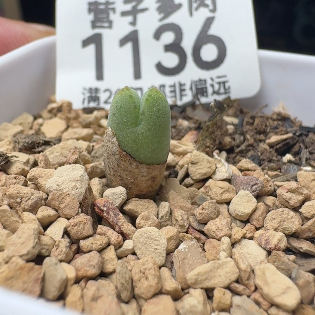 985带盆土。             