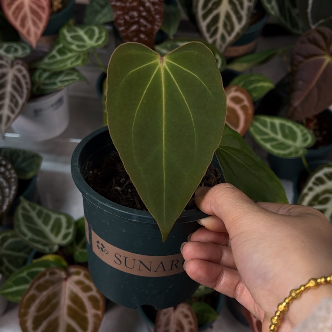 无花朵007 贝斯杂kos