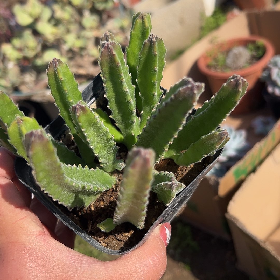 多肉植物多肉植物