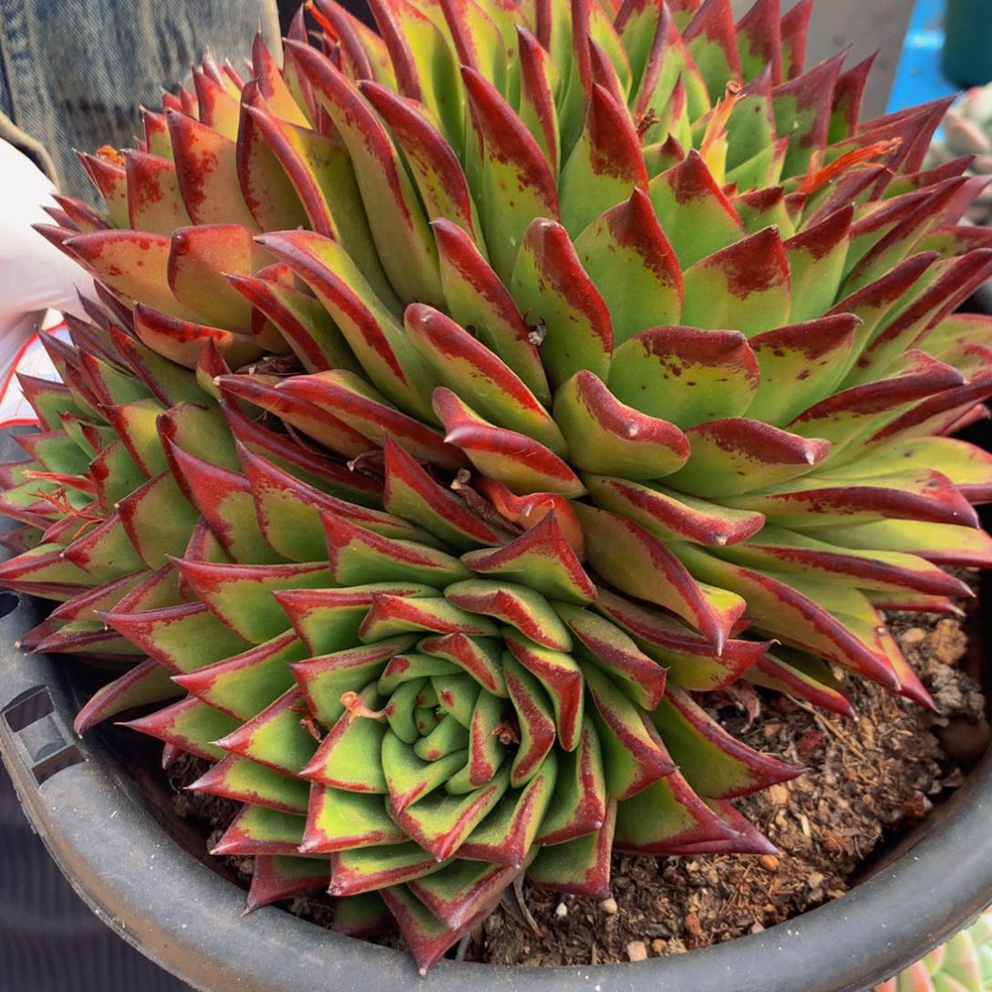 三***姐口红11111111