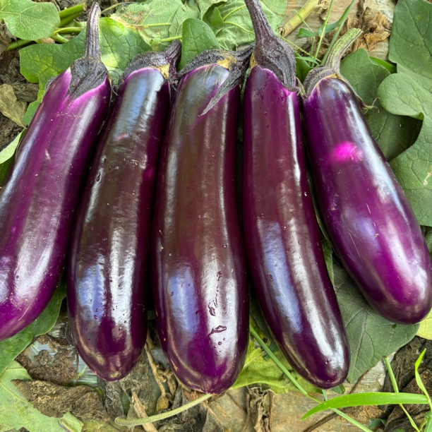 贵州农家自种新鲜紫长茄子当季时令蔬菜