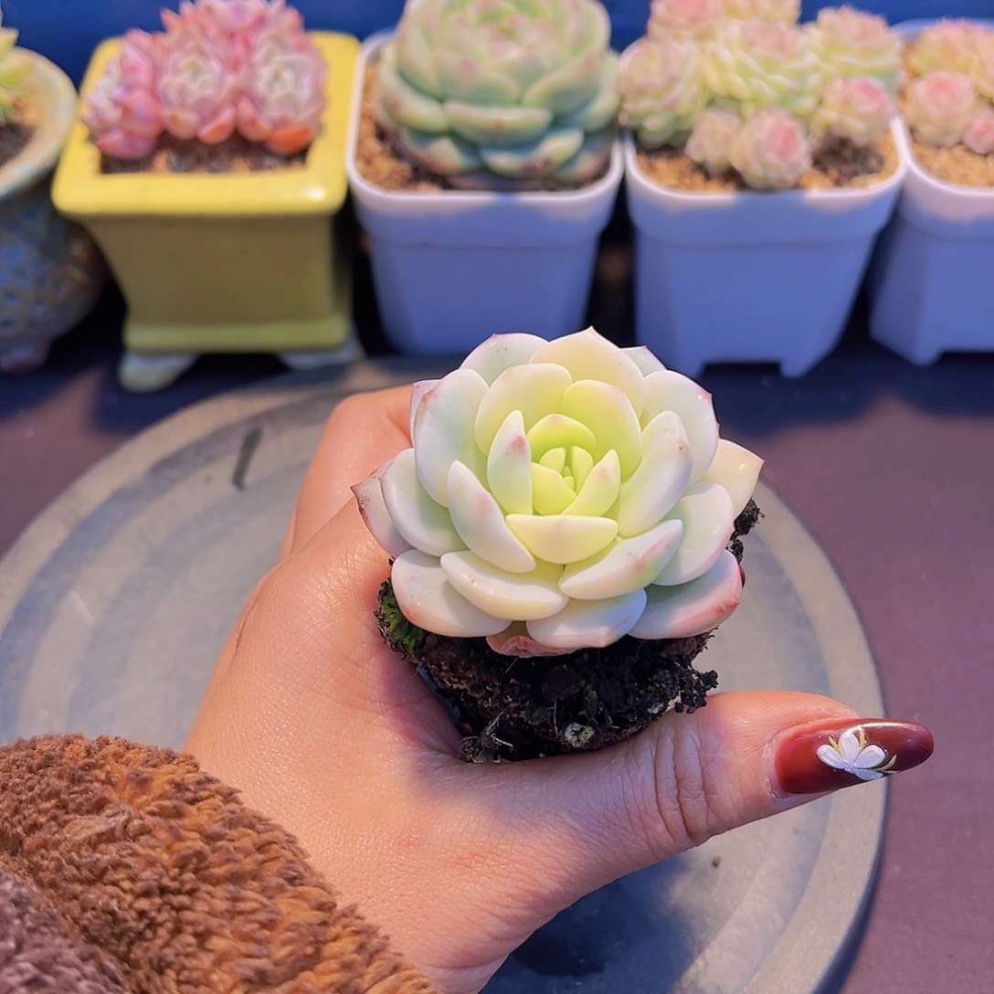L****a香草锦,多肉植物，