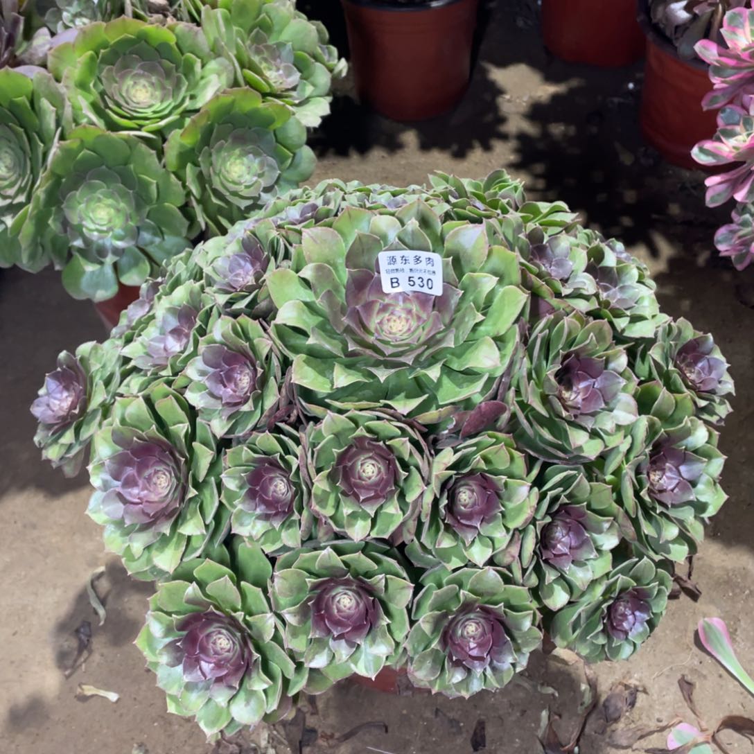 530红心多肉法师断枝不包