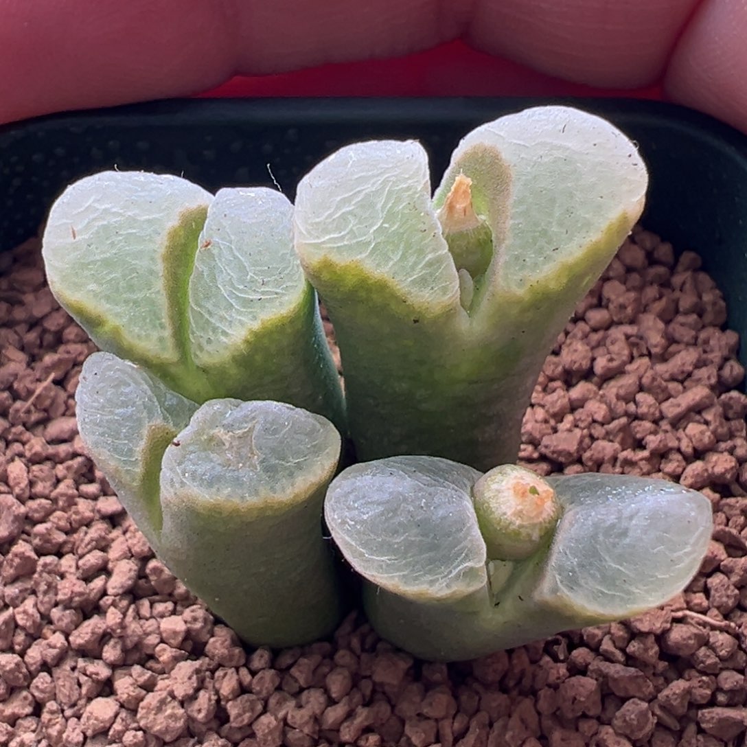 68。青蛙种源SH639热唇风铃