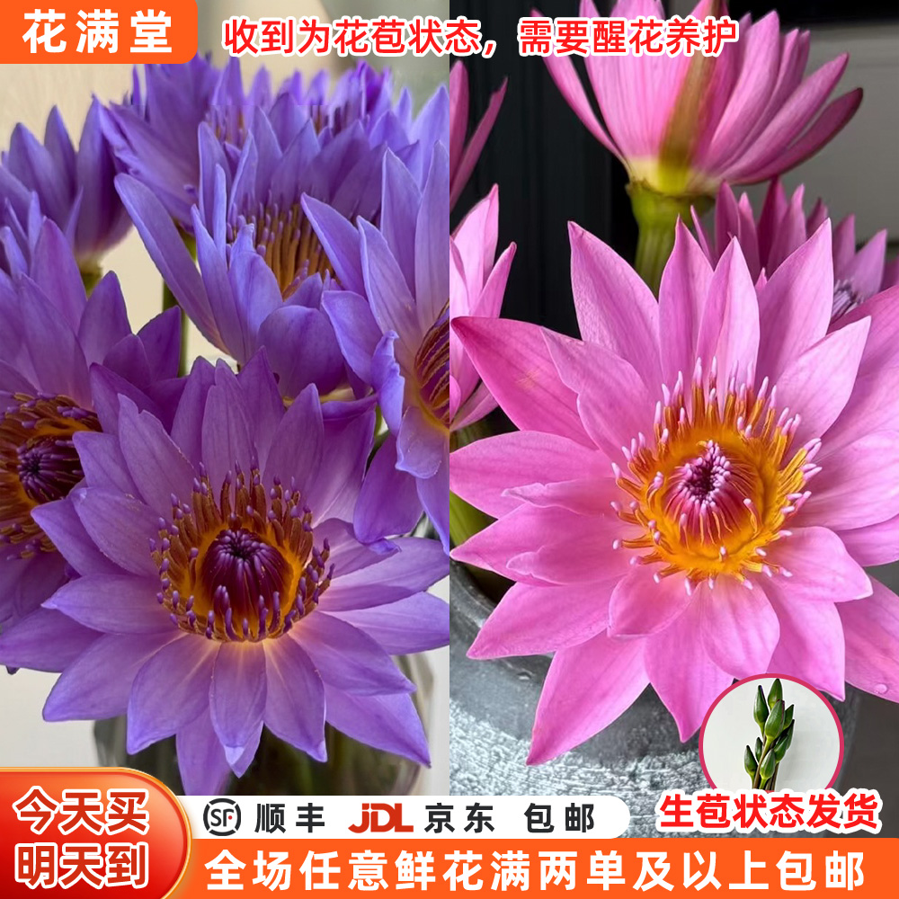 【次日达·睡莲5枝·紫色· 粉色】单色随机·鲜切花生活鲜花·全场两单鲜花顺丰包邮基地直发·鲜切花批发·次日达
