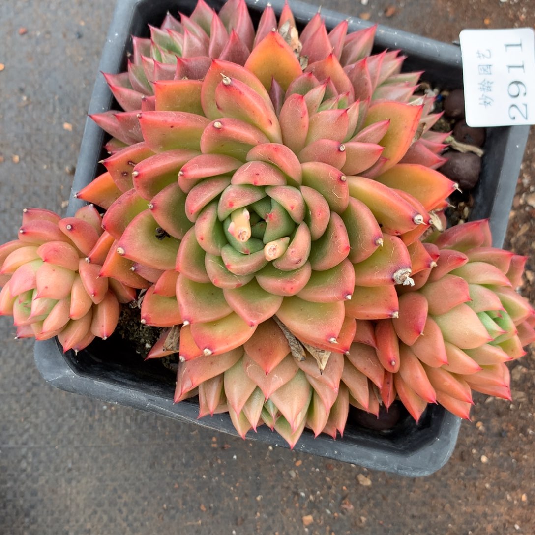 2911杂交精品基地14厘米