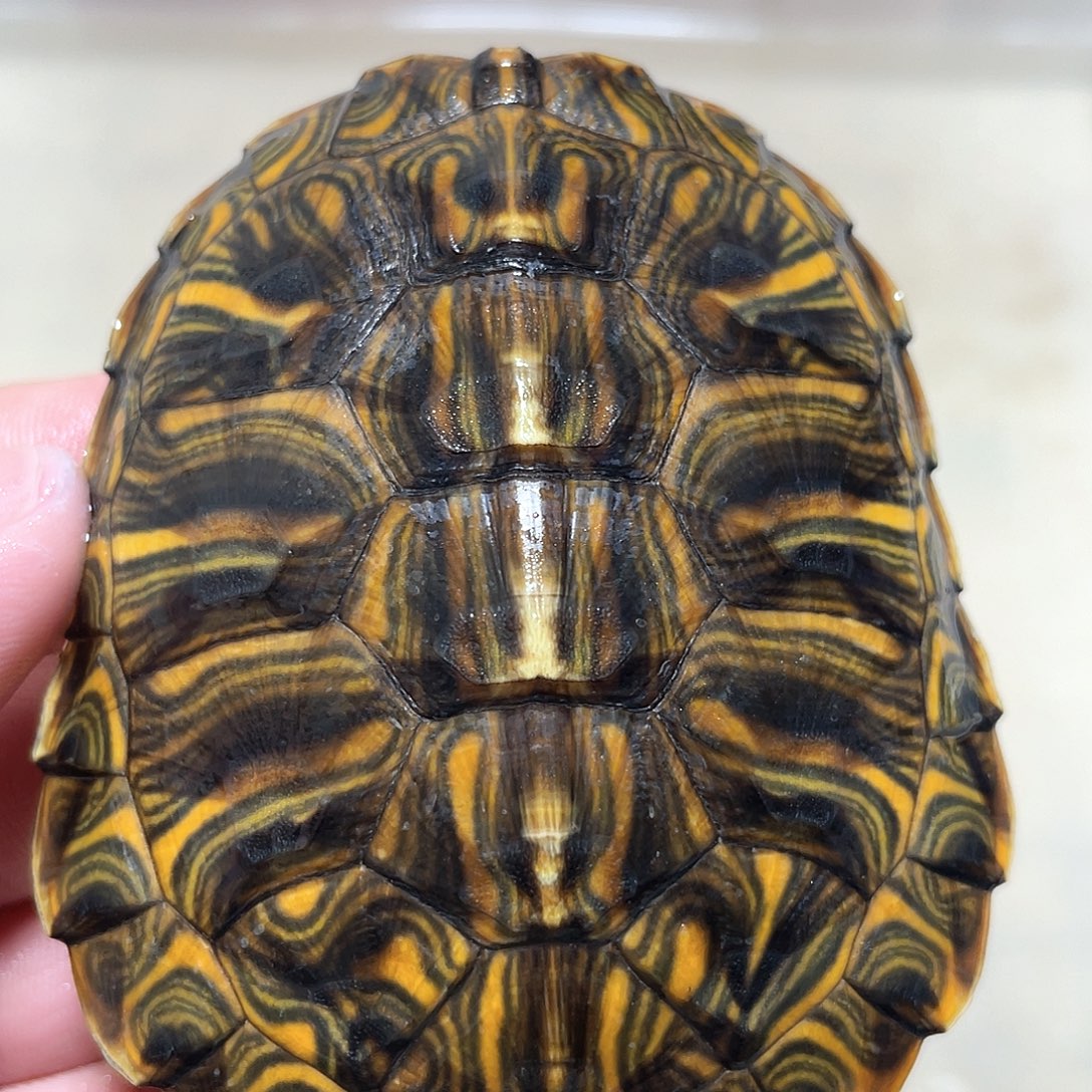 宠物龟不分公母8.4