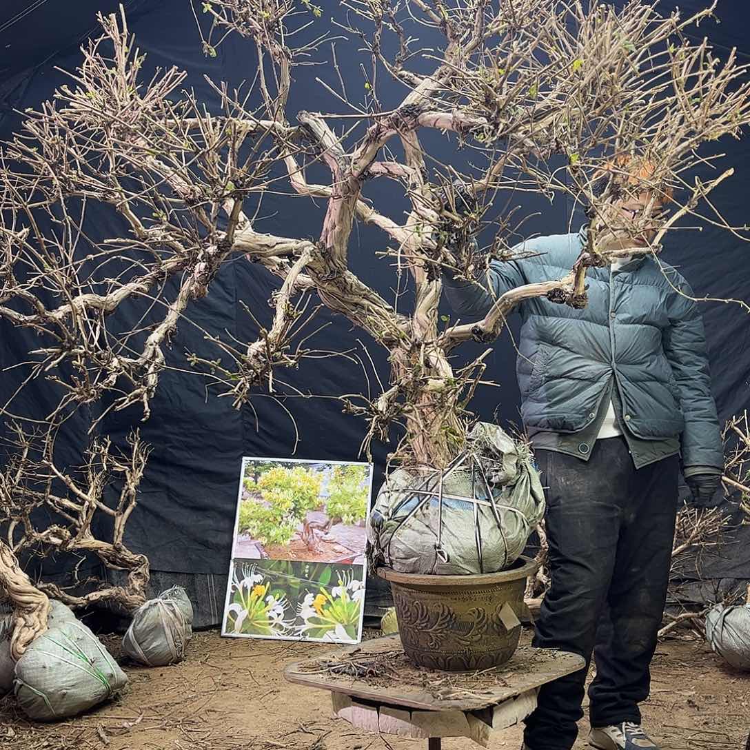 无花朵金银花0000000