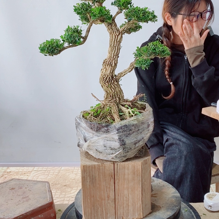 无花朵心**甘广东黄杨