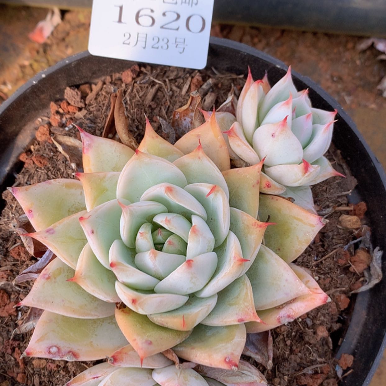 【闪购商品】云1620