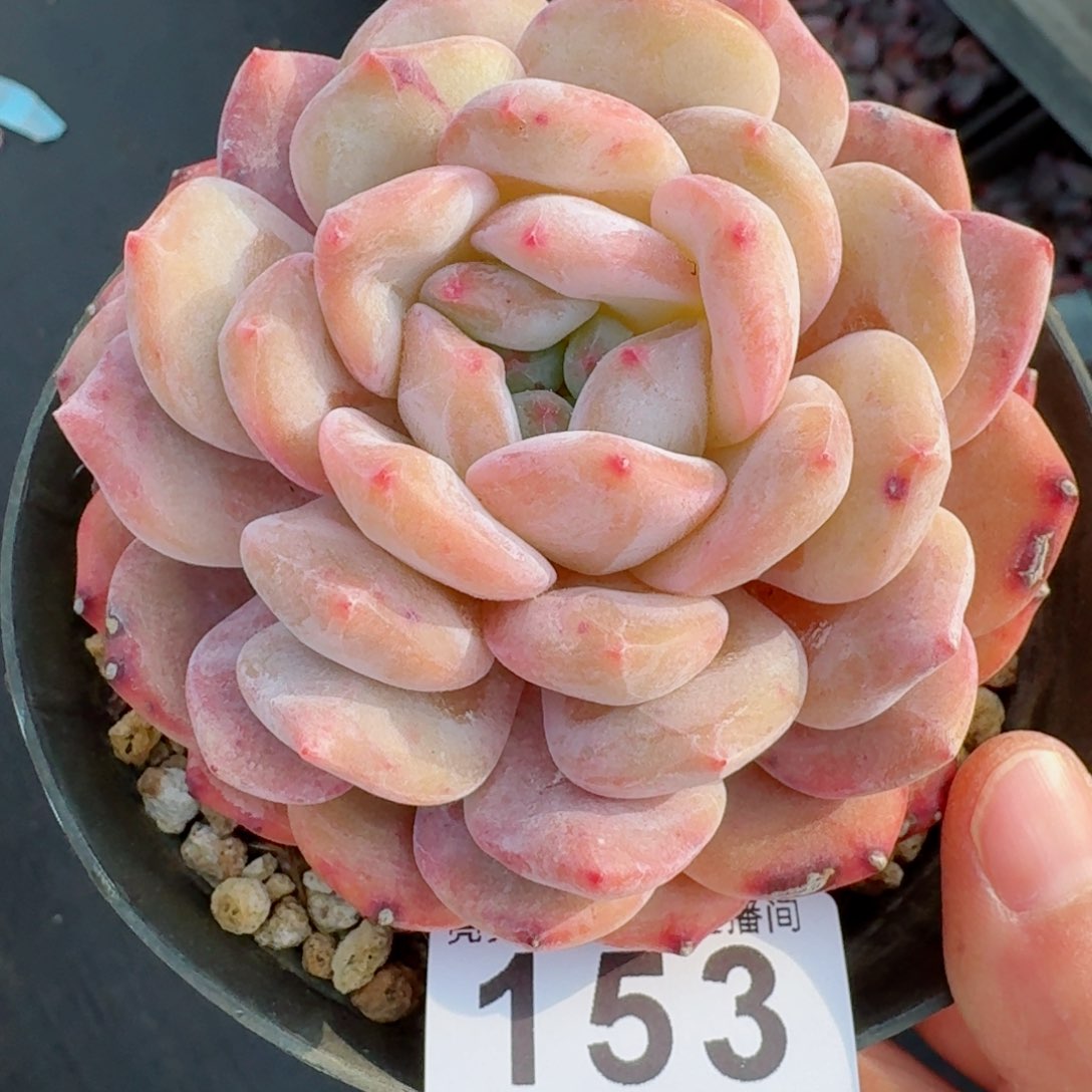 橙子         多肉植物