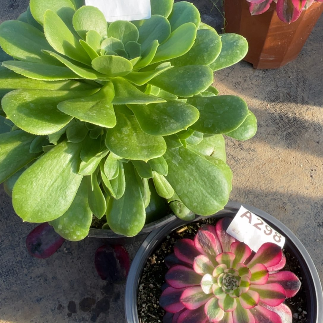 绿玫瑰308共同白298福利出了