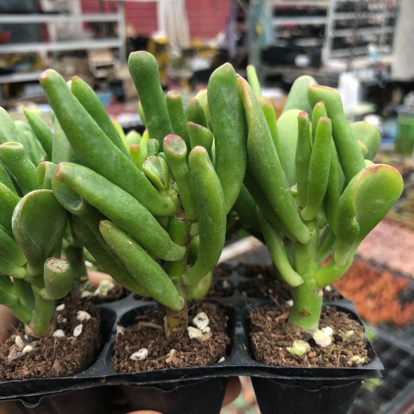 吸财树3-4厘米9颗多肉植物小老桩迷你好养新手绿植阳台盆栽