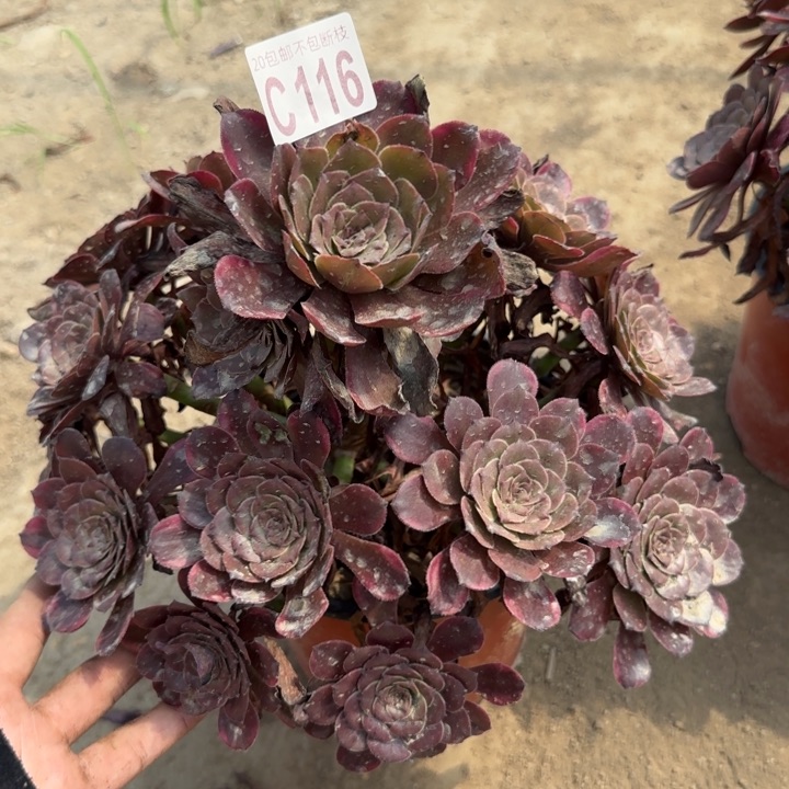 烟花……多肉植物……