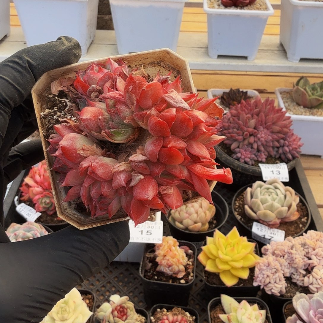 1230-19桃红仙子朵朵缀