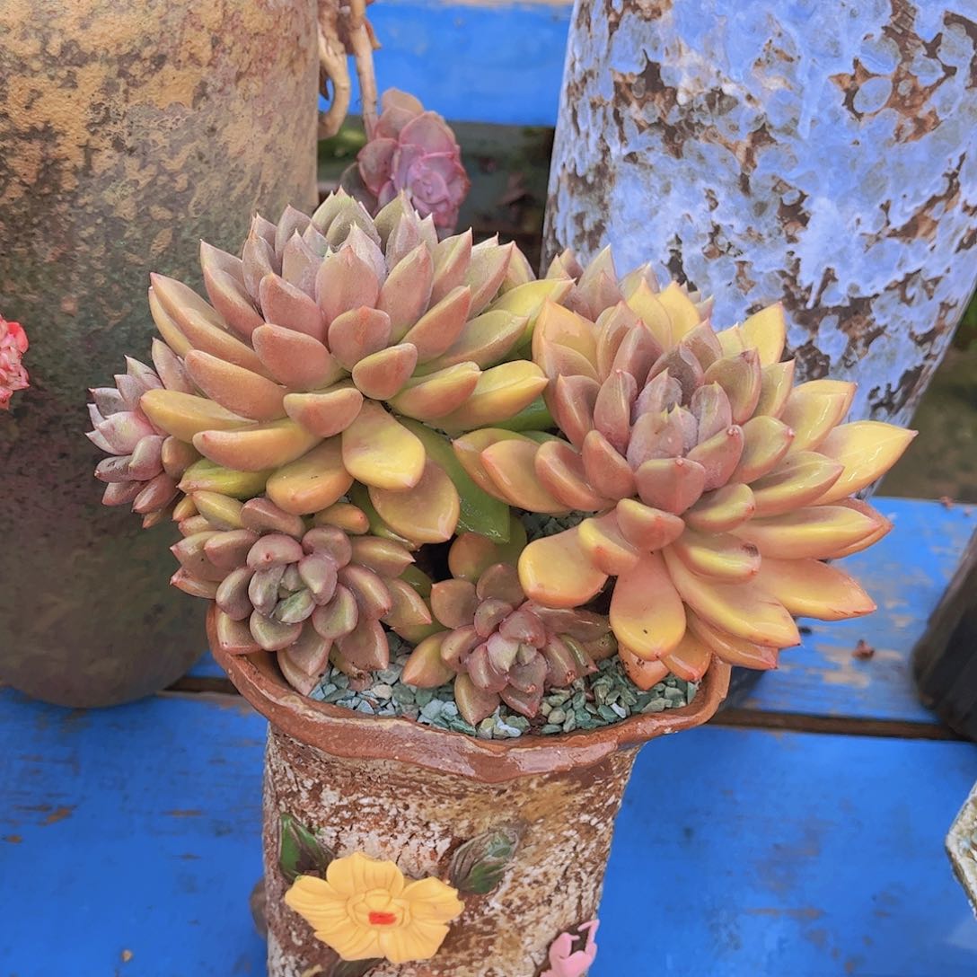 红陶无*多肉植物组合