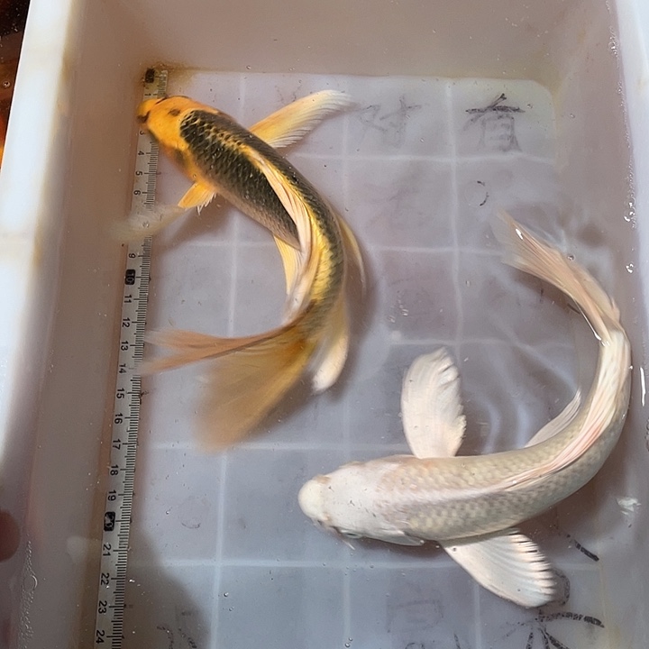 蝴蝶鲤鱼渔场直发50