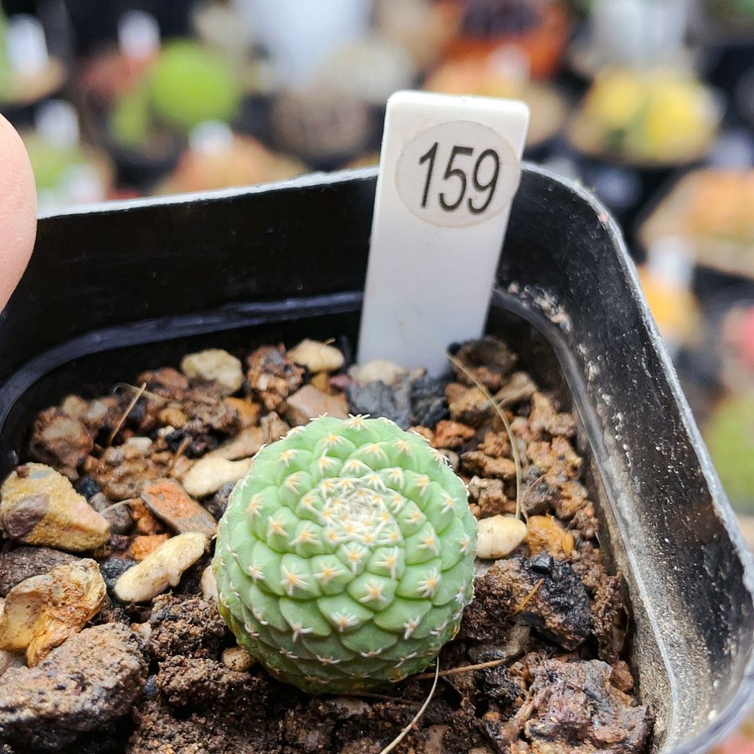 菊水非偏远地区满25裸根发货仙人球