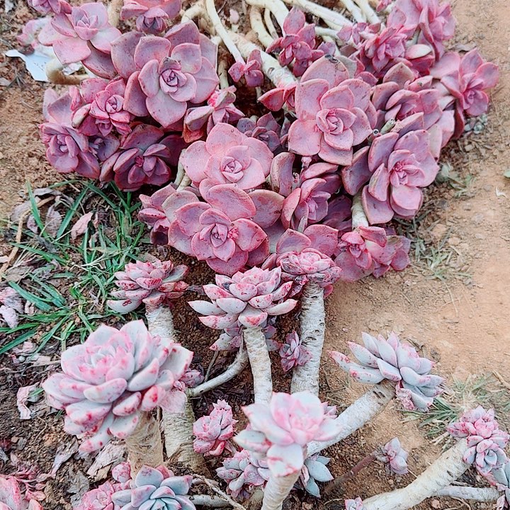 伊***布伊布的一颗彩虹糖一颗红粉