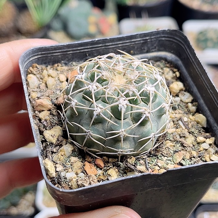 圣姿丸实生球一颗一物一拍