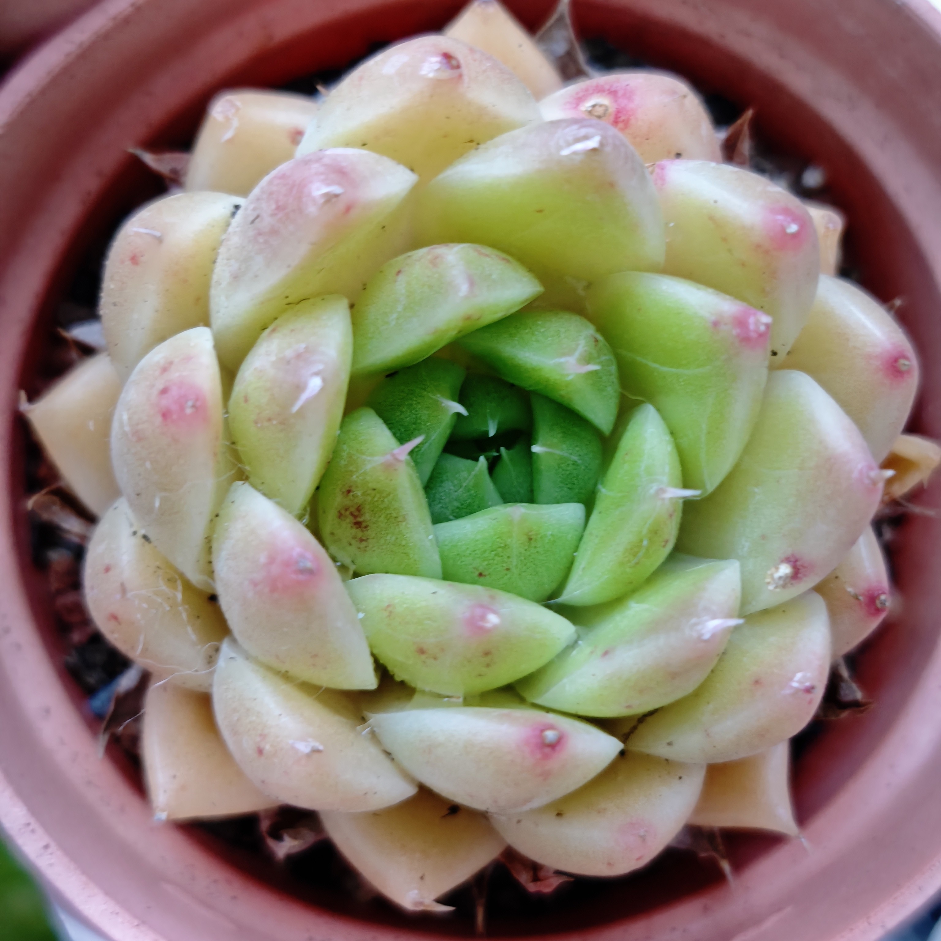 90麦秆5cm盆多肉植物适合室内养殖