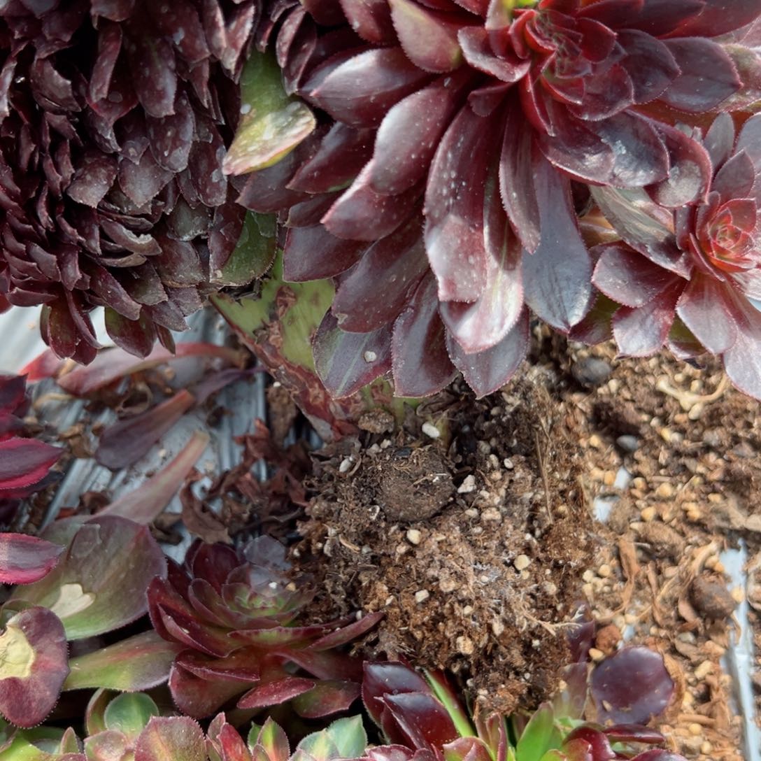 7155 号多肉法师新年特价