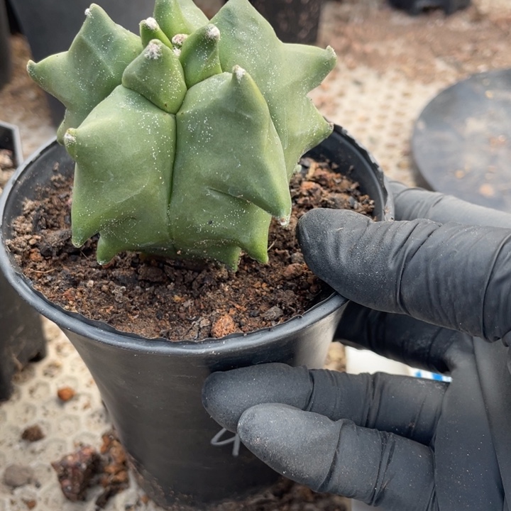 肉***迷实生角鸾带盆发货