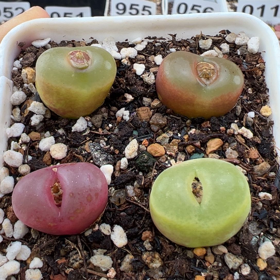 1.15好看的多肉099