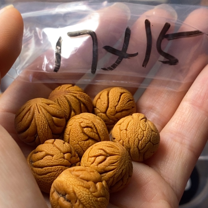 文玩核桃手串秦岭野生龙纹桃核17